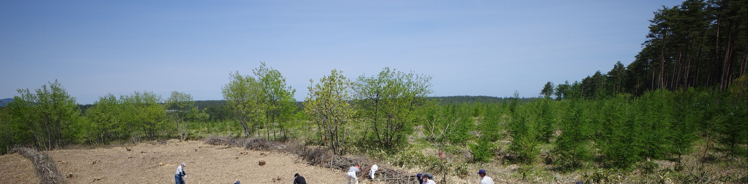 Dozens of volunteers, many of them children in blue tracksuits and caps, digging and planting across a cleared hillside ringed by young trees.